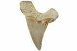 Serrated Sokolovi (Auriculatus) Shark Tooth - Dakhla, Morocco #225226-1